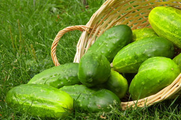 Fresh cucumbers in the vegetable basket .