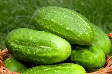 Fresh cucumbers in the vegetable basket .