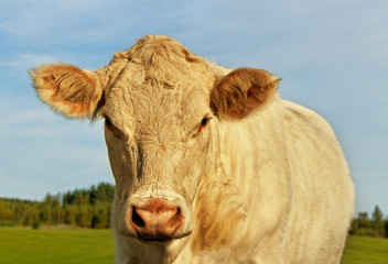 Cow on the land.