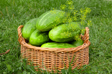 Fresh cucumbers in the vegetable basket .