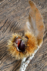 Naklejka na ściany i meble fresh chestnuts