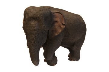 Obraz premium elephant