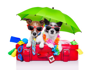 holiday dogs