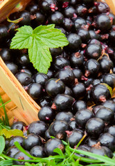 A basket with black currants.