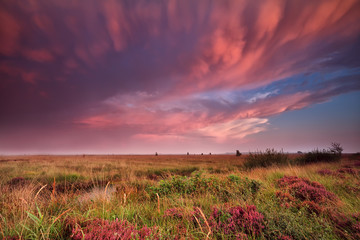 Fototapeta na wymiar mammut clouds over swamp during dramatic sunset