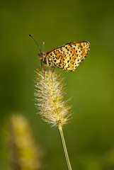 Licenide (Lycaenidae) covered with dew drops