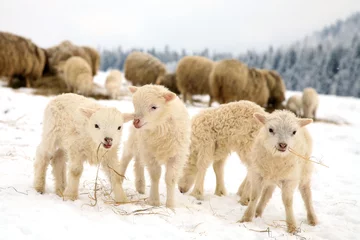 Selbstklebende Fototapeten Schafskudde mit Lamm, das das Heu isst © fotokate