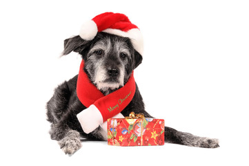 Schnauzer Mix liegend Senior mit Weihnachtsgeschenk