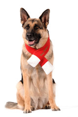 Deutscher Schäferhund sitzend mit Weihnachtsschal
