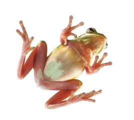 Tree frog (litoria infrafrenata), climbing on the glass