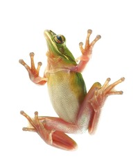 Naklejka premium Tree frog (litoria infrafrenata), climbing on the glass