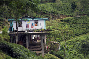 Tea Garden, West Bengal, India