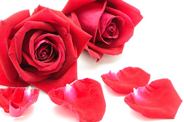 red rose isolated