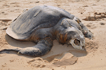 Corpse of the sea turtle Olive ridley Lepidochelys olivacea. Ind