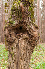 Fototapeta premium texture the old tree in the forest