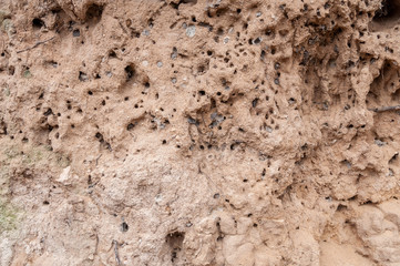 The texture of the sand with the insect burrows