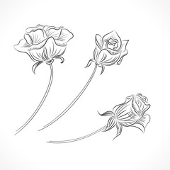 Flower set: backround isolated vector flowers.  EPS 10