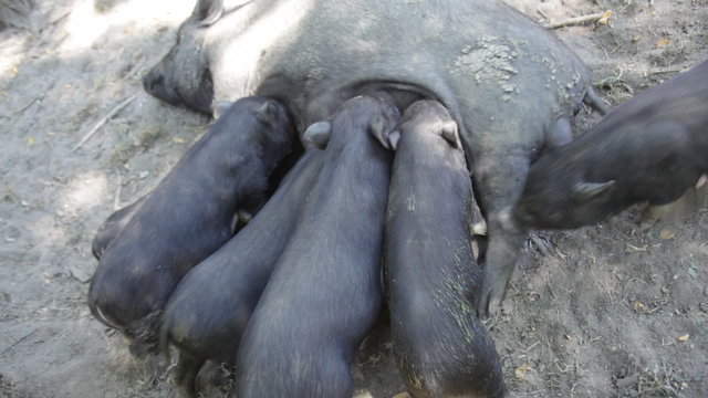 Pig breast feeding piglets in sunny day