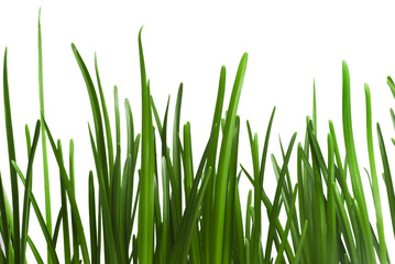 Fototapeta premium grass