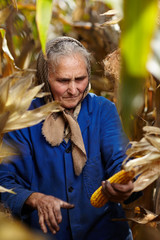 Old female farmer at corn harvest