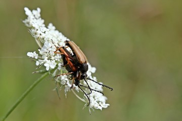 Rothalsbock (Stictoleptura rubra) bei der Paarung