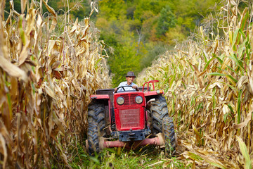 Old farmer driving the tractor in the cornfield