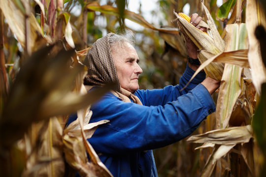 Old female farmer at corn harvest