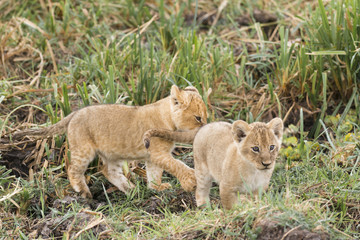 Naklejka premium Two small lion cubs