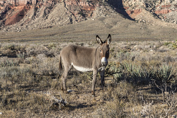 Red Rock Nevada Burro