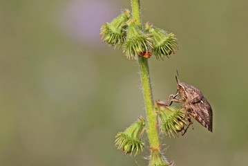 Gemeine Getreidewanze (Eurygaster maura) an Odermennig