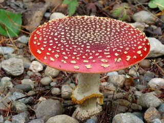Amanita Muscaria - Fly Amanita