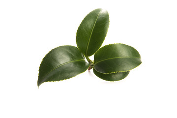 Obraz premium fresh tea leaves isoalted on the white background