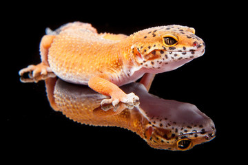 Leopardgecko Designer Eublepharis Macularius