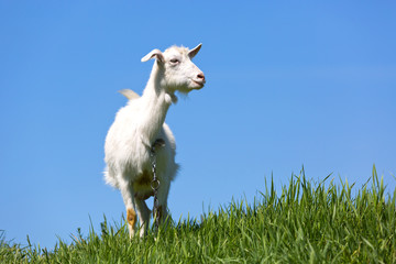 Obraz premium goat on green meadow