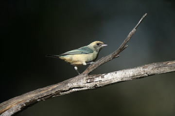 Burnished-buff tanager, Tanagara  cayana