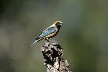 Burnished-buff tanager, Tanagara  cayana