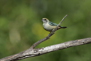 Burnished-buff tanager, Tanagara  cayana