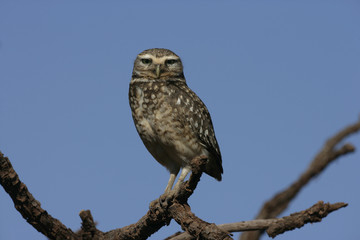 Burrowing owl, Speotyto cunicularia
