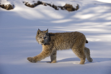 Naklejka premium Canadian lynx, Lynx canadensis