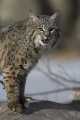 Naklejka na ściany i meble Canadian lynx, Lynx canadensis