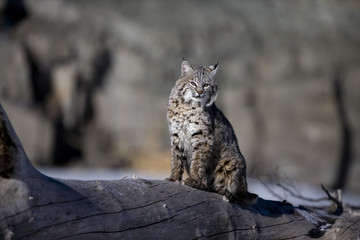 Canadian lynx, Lynx canadensis