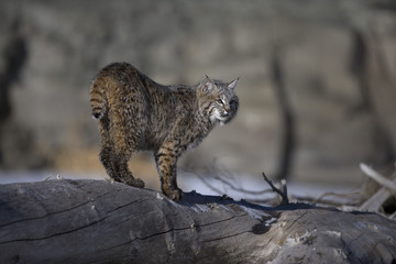 Canadian lynx, Lynx canadensis