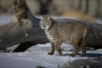 Naklejka premium Canadian lynx, Lynx canadensis