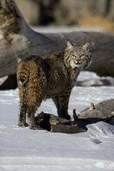 Canadian lynx, Lynx canadensis