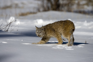 Fototapeta premium Canadian lynx, Lynx canadensis