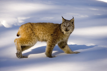 Naklejka premium Canadian lynx, Lynx canadensis