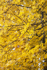 Forest Landscape Autumn Leaves