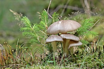 Breitblatt-Rübling (Megacollybia platyphylla)