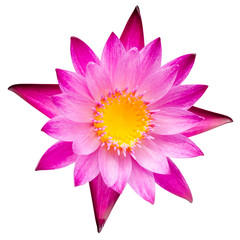 pink lotus blossom or water lily flower blooming