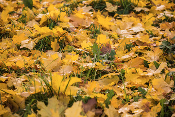 Autumn leaves of a maple